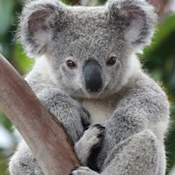Illustration du profil de PetitePheePetitKoala