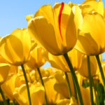 Illustration du profil de veronique pere-west