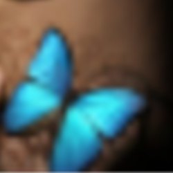 Illustration du profil de chrysalide84