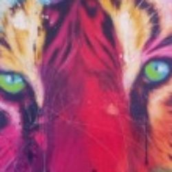 Illustration du profil de ACFILIPPI