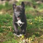 Illustration du profil de Anaïs et Gaspard